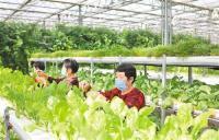 河北省邯郸市吉泽县现代农业园区的工作人员正在管理和保护蔬菜。