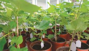 中国遗传技术培养的棉花植物幼苗