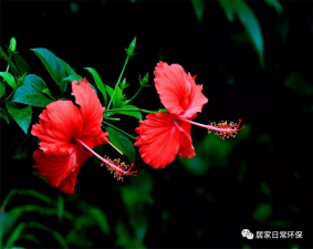 Fusang Flower.