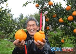 Scol.com.cn，中国，浦江丑陋的橙色