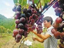 去年，刘景春的葡萄大丰收。