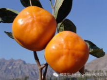 Fangshan Mopan柿子