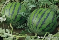 Xiayi Watermelon.