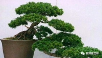 podocarpus grosvenorii