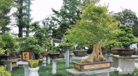 四川风格盆景示范花园