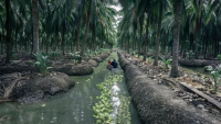 椰子农场
