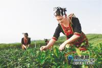 海南天然茶业公司的员工在白沙里自治县陨石坑区有机茶园采茶。照片由《海南日报》记者邓宇拍摄