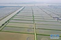 广州南沙现代农业产业集团南沙渔业工业园区。