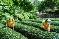 茶采摘者在崂山小阳春茶山挑选日间茶叶新叶子。（照片由Li Ziheng）